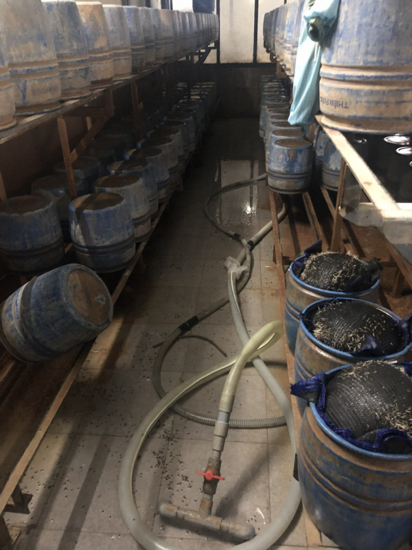 Kinh hoàng 3 xưởng sản xuất giá đỗ ủ hóa chất độc hại chuyên cung cấp cho các chợ tiêu dùng -1