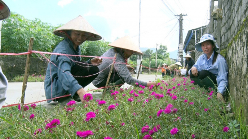 người dân trồng hoa ven đường thay thế cỏ dại, thay đổi diện mạo làng quê.jpg -0