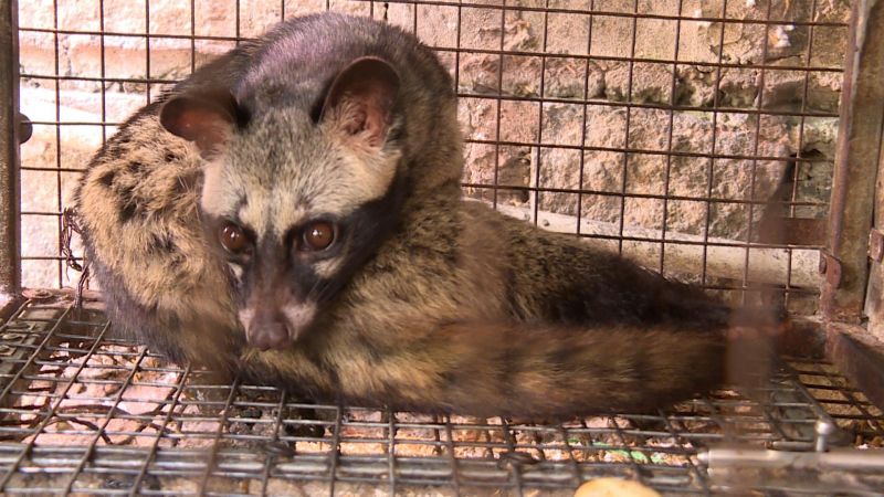 Phát hiện hộ dân nuôi nhốt nhiều cá thể động vật hoang dã, quý hiếm -1