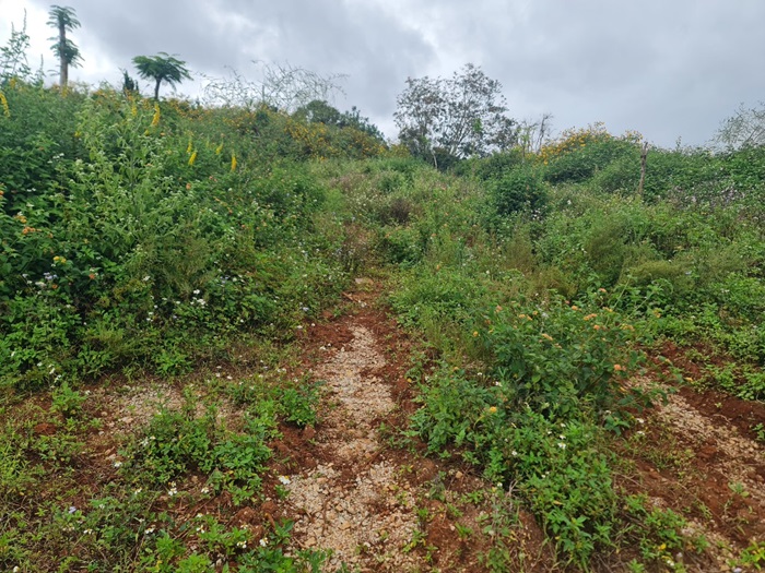 Điều tra dấu hiệu làm giả giấy tờ để mở đường ở Đà Lạt -0