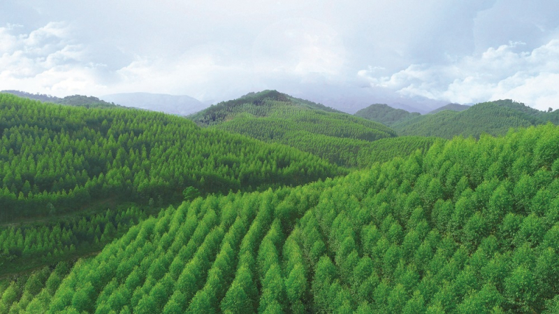 VINAFOR: Thành công “Từ trồng rừng đến sản phẩm”_CAND Tet_Trang G1 -0