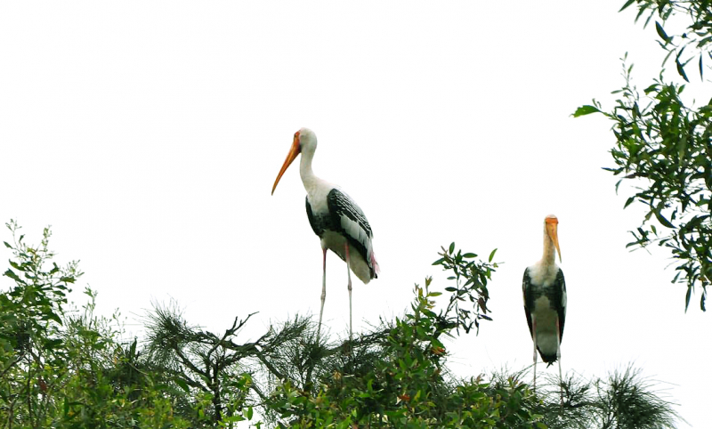 Hợp tác phát triển điểm tham quan Khu bảo tồn Đồng Tháp Mười -0
