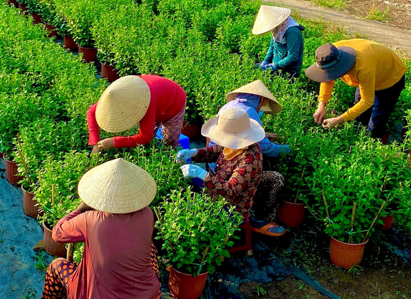 Lại một mùa hoa Tết... -0