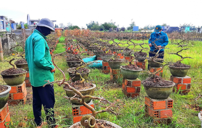 Lại một mùa hoa Tết... -0