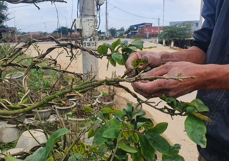 Lại một mùa hoa Tết... -0