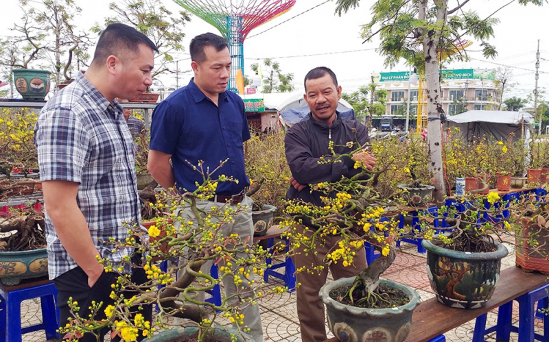 Nỗi niềm người dân ở “thủ phủ” trồng mai Tết miền Trung -0