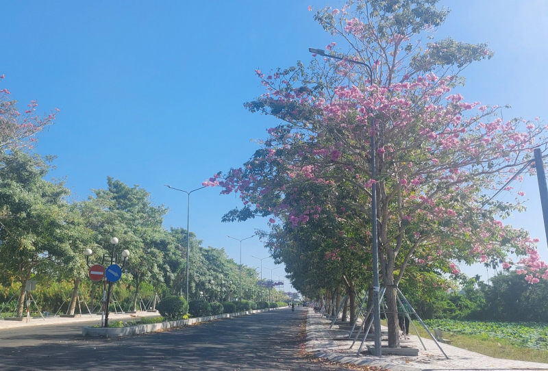 Đường hoa kèn hồng độc nhất ở Sóc Trăng 