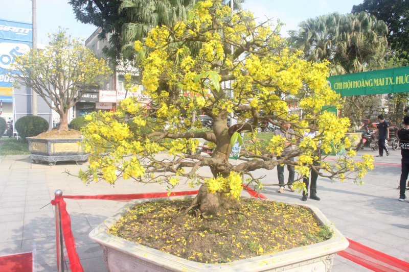 Chiêm ngưỡng tuyệt phẩm Hoàng mai của nghệ nhân xứ Huế -0