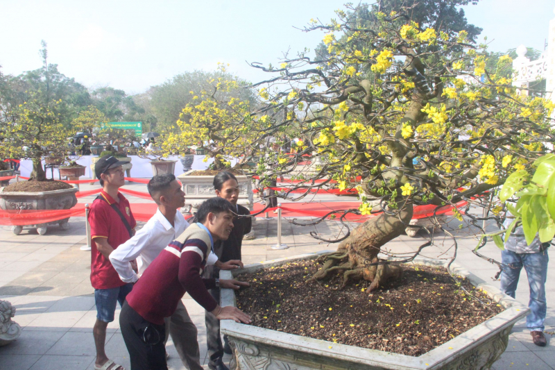 Chiêm ngưỡng tuyệt phẩm Hoàng mai của nghệ nhân xứ Huế -1