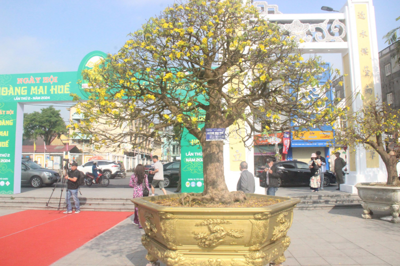 Chiêm ngưỡng tuyệt phẩm Hoàng mai của nghệ nhân xứ Huế -0