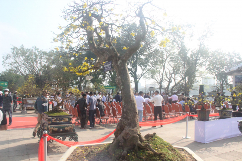 Chiêm ngưỡng tuyệt phẩm Hoàng mai của nghệ nhân xứ Huế -1