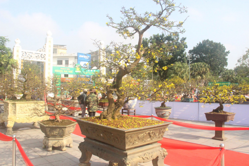 Chiêm ngưỡng tuyệt phẩm Hoàng mai của nghệ nhân xứ Huế -0