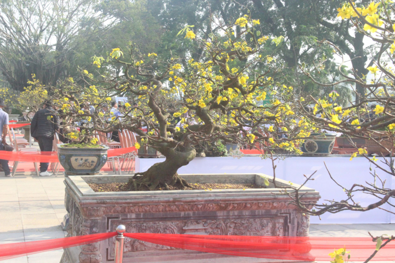 Chiêm ngưỡng tuyệt phẩm Hoàng mai của nghệ nhân xứ Huế -1