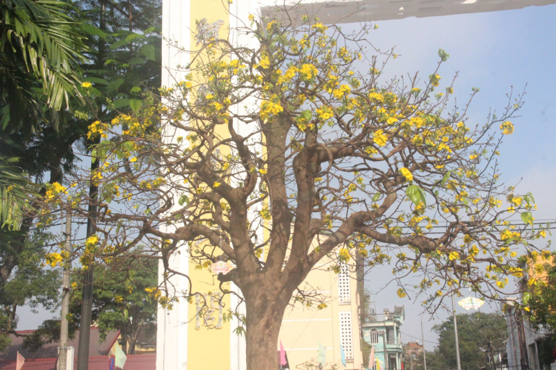 Chiêm ngưỡng tuyệt phẩm Hoàng mai của nghệ nhân xứ Huế -0