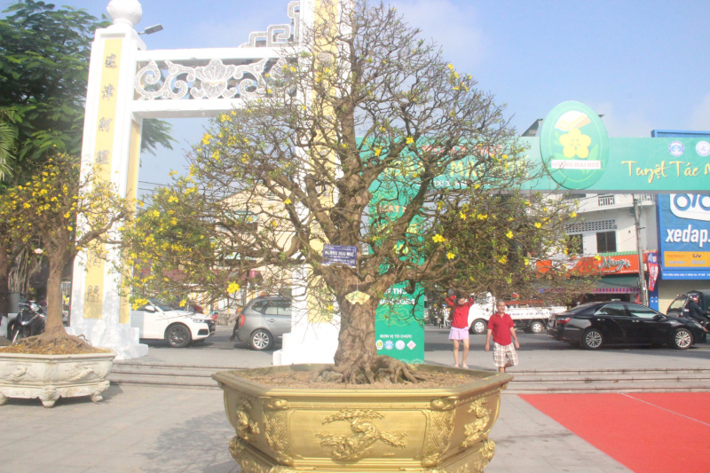 Chiêm ngưỡng tuyệt phẩm Hoàng mai của nghệ nhân xứ Huế -0