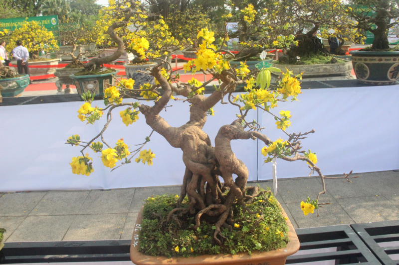 Chiêm ngưỡng tuyệt phẩm Hoàng mai của nghệ nhân xứ Huế -1