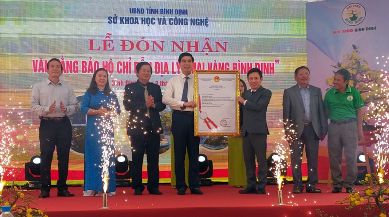 Mai vàng Bình Định được cấp chứng nhận bảo hộ chỉ dẫn địa lý -0