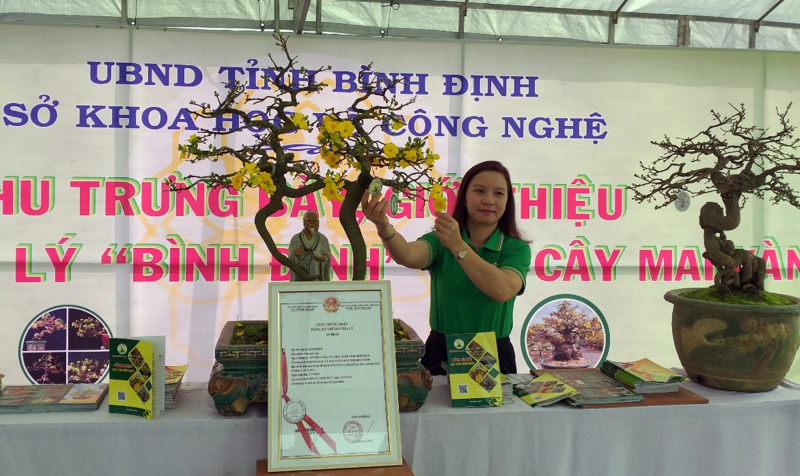 Mai vàng Bình Định được cấp chứng nhận bảo hộ chỉ dẫn địa lý -0