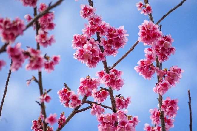 [TET] Cherry blossoms show off radiant beauty across Vietnam -2
