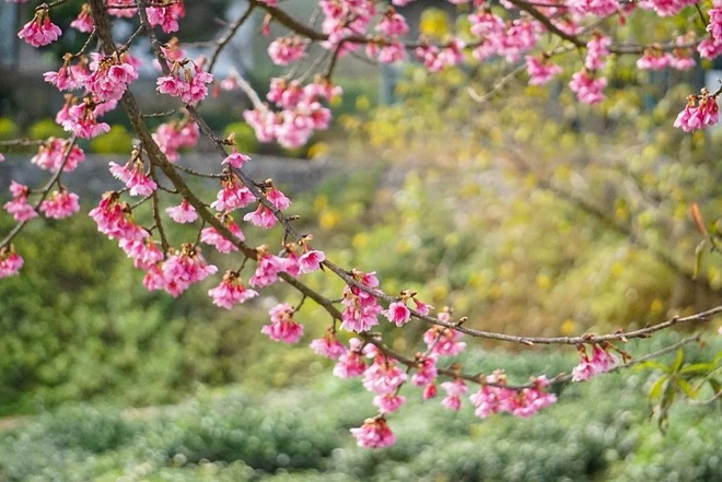 [TET] Cherry blossoms show off radiant beauty across Vietnam -7