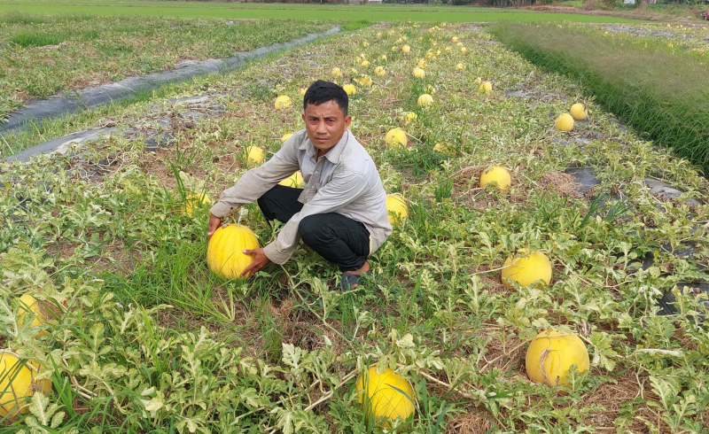 Sát Tết, về vùng trồng dưa hấu truyền thống ở Sóc Trăng -1