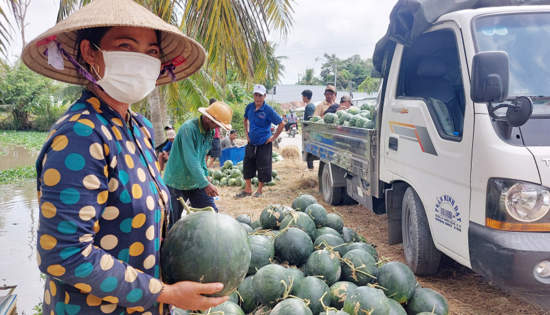 Sát Tết, về vùng trồng dưa hấu truyền thống ở Sóc Trăng -0