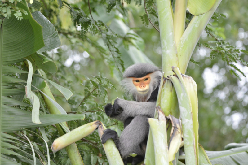 Hai cá thể voọc chà vá chân xám vào vườn nhà dân ở phía Tây Bắc TP Tuy Hòa -0