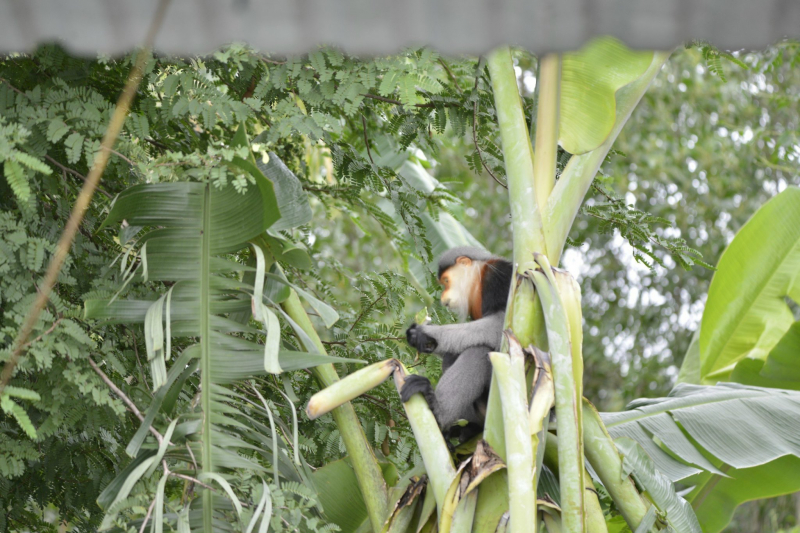 Hai cá thể voọc chà vá chân xám vào vườn nhà dân ở phía Tây Bắc TP Tuy Hòa -0