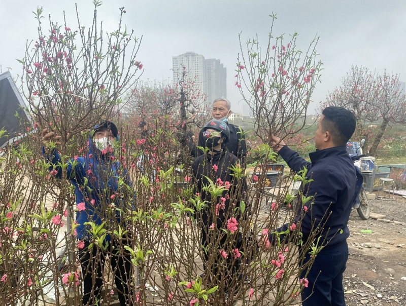 Sức mua giảm, người bán đào, quất thấp thỏm âu lo -0