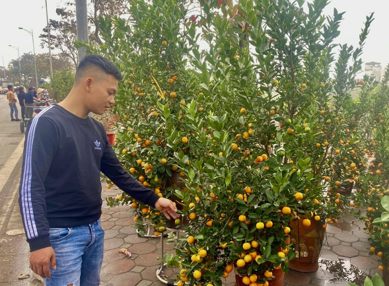 Sức mua giảm, người bán đào, quất thấp thỏm âu lo -0