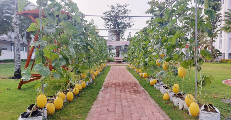 Năm thứ 2, Sóc Trăng đón người dân tham quan trụ sở UBND tỉnh nhân dịp đầu xuân -3