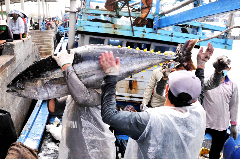 Hàng trăm ngư dân Phú Yên vươn khơi bám biển xuyên Tết Nguyên đán -1