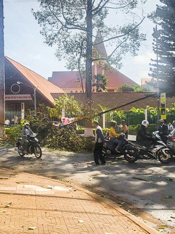 Cây gãy đổ đè một phụ nữ bán hoa nhập viện cấp cứu -0