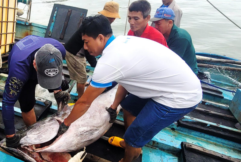 Một tàu cá của ngư dân Phú Yên câu được cá ngừ đại dương gần 100kg -0