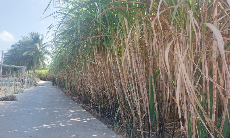 Thêm vụ mía ngọt ở xứ cù lao -0