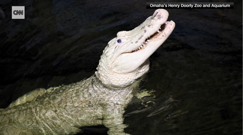 Tìm thấy tiền xu trong dạ dày cá sấu -0