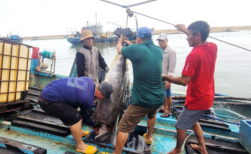 4 ngư dân Phú Yên trên tàu cá bị chìm ngoài biển đã được ngư dân Bình Định cứu nạn -0