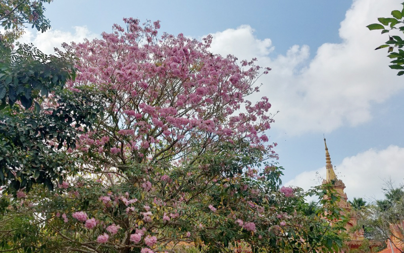 Độc, lạ kèn hồng ra hoa màu trắng ở Sóc Trăng -1