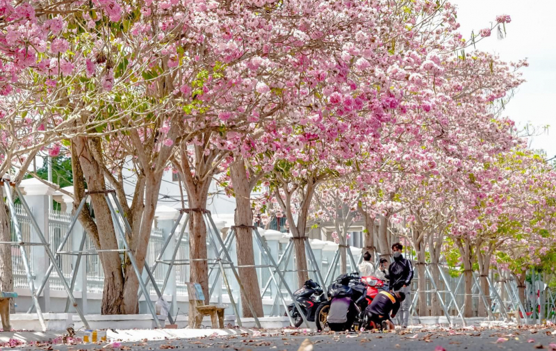 Độc, lạ kèn hồng ra hoa màu trắng ở Sóc Trăng -0