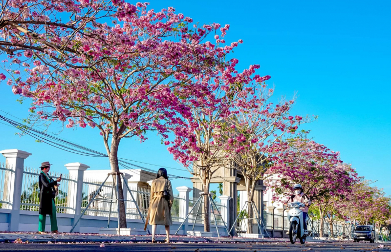 Độc, lạ kèn hồng ra hoa màu trắng ở Sóc Trăng -1