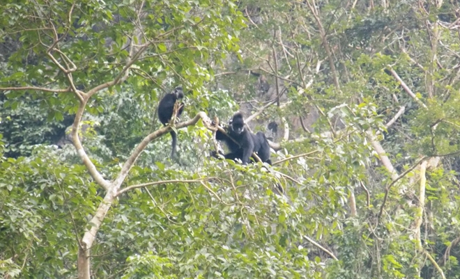 Phát hiện đàn voọc có trong Sách Đỏ thế giới ở gần nhà người dân -0