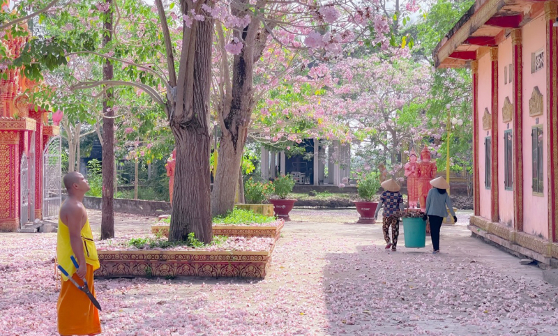 Độc, lạ kèn hồng ra hoa màu trắng ở Sóc Trăng -0