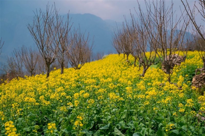Du khách mê mải đồi hoa cải vàng rực tại Fansipan -0