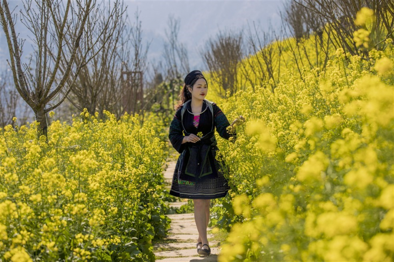 Du khách mê mải đồi hoa cải vàng rực tại Fansipan -2