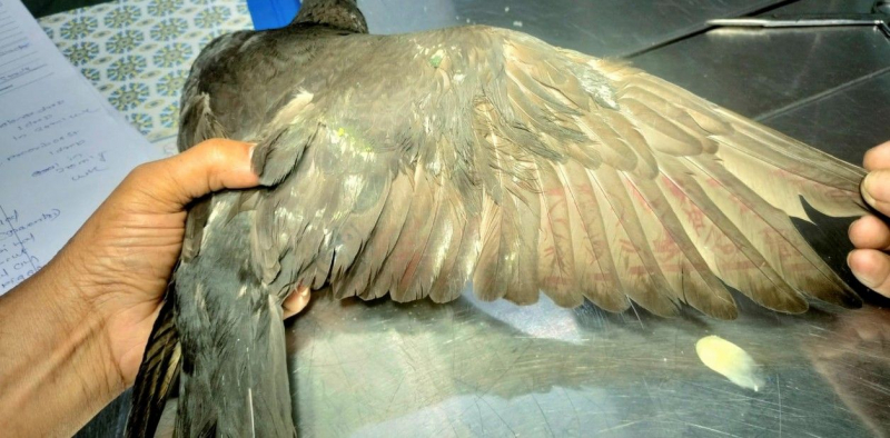 “Điệp viên” lông vũ  vẫn được tin dùng -0