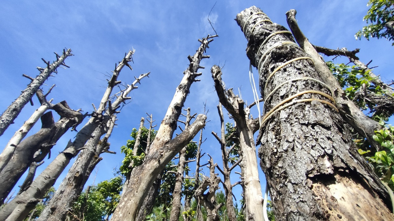 Băn khoăn với thành phố Cao nguyên xanh vì sức khỏe -0
