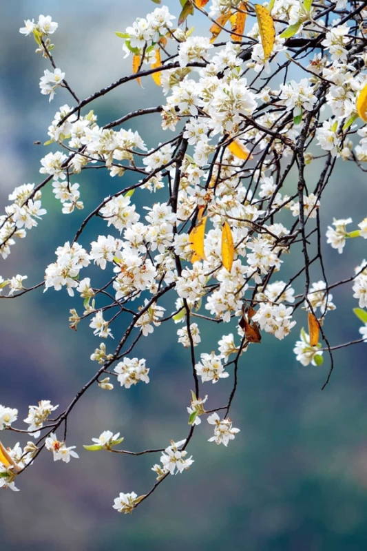 Lạc trôi dưới bóng sơn tra... -1