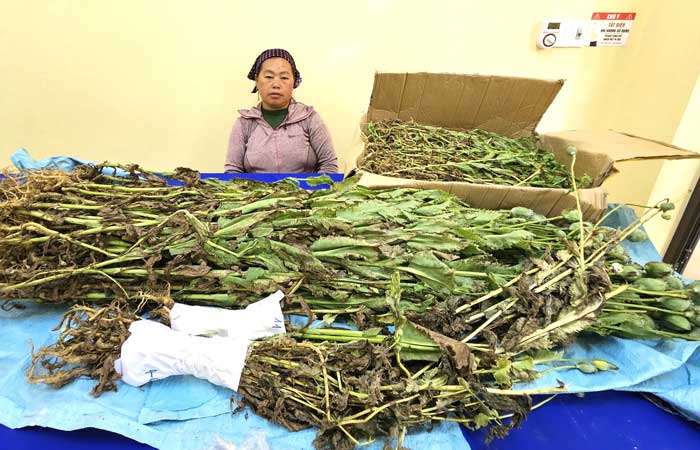 Bắt quả tang đối tượng trồng trái phép gần 800 cây thuốc phiện -0