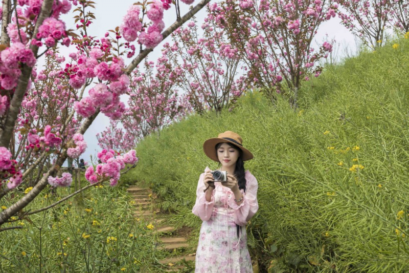 Hoa anh đào nở rộ, Fansipan hoá xứ sở Phù Tang -0