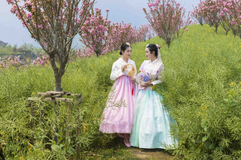 Hoa anh đào nở rộ, Fansipan hoá xứ sở Phù Tang -0